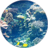 DHA/EPA300g