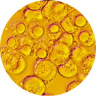 次世代型DHA/EPA