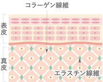 皮膚の断面図